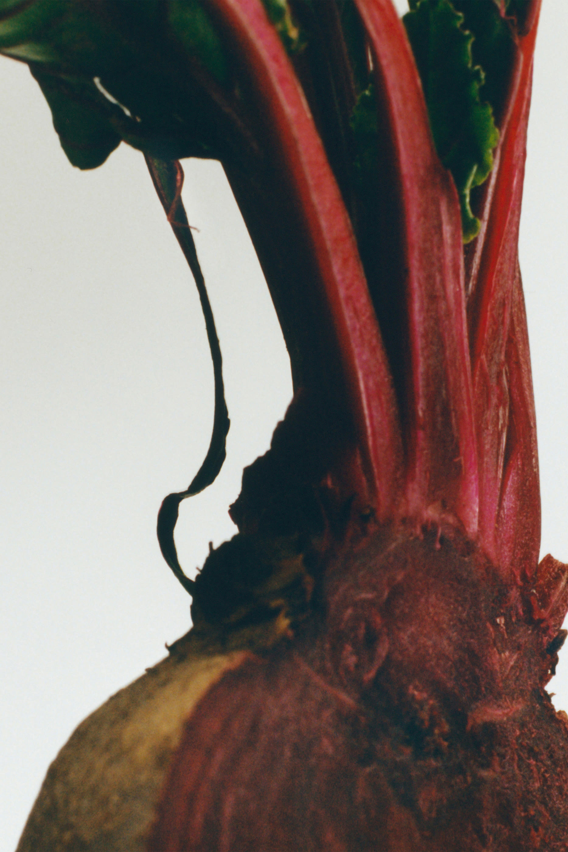 بخاخ معطر للغرف بيتروت