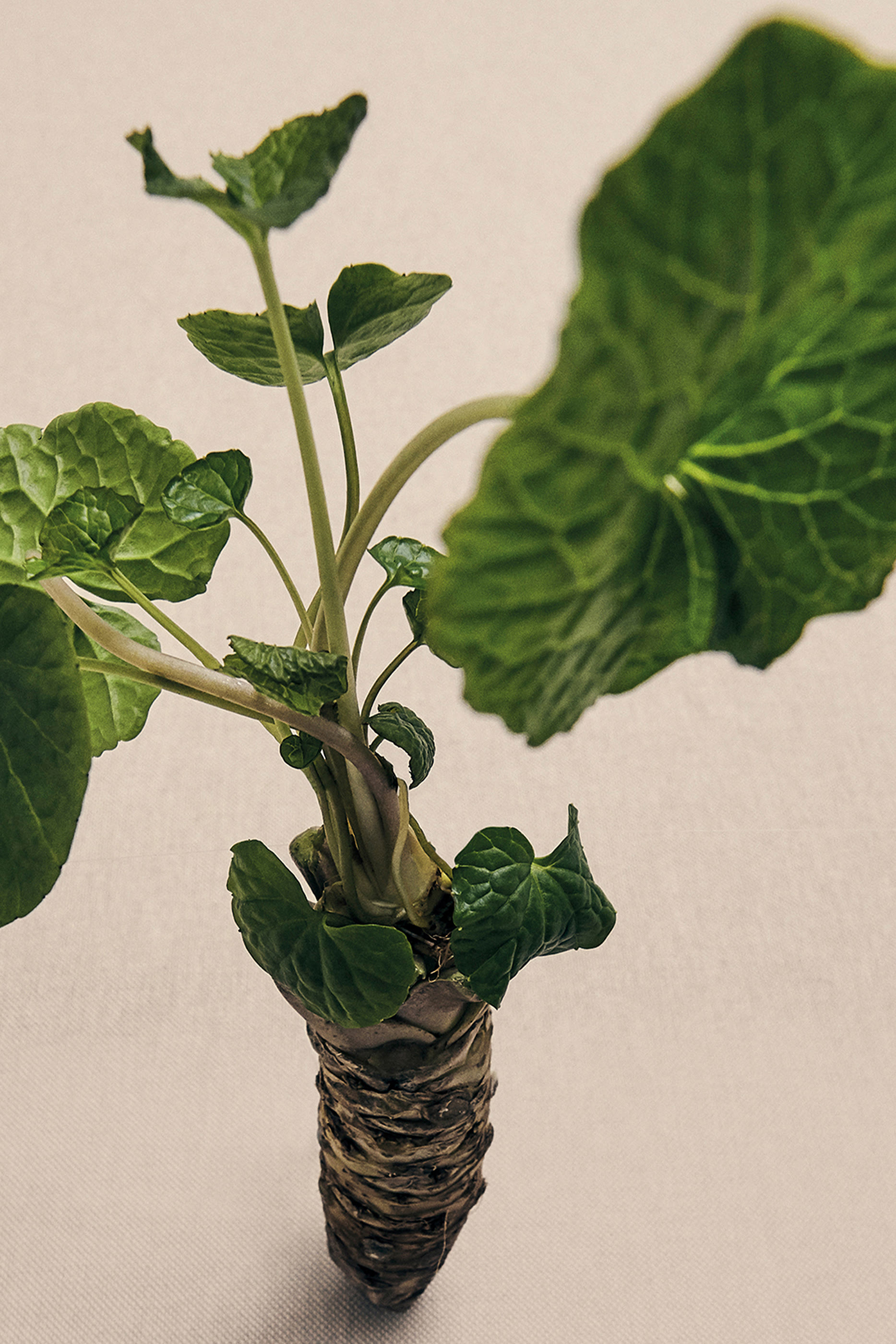 معطر منزل وسابي