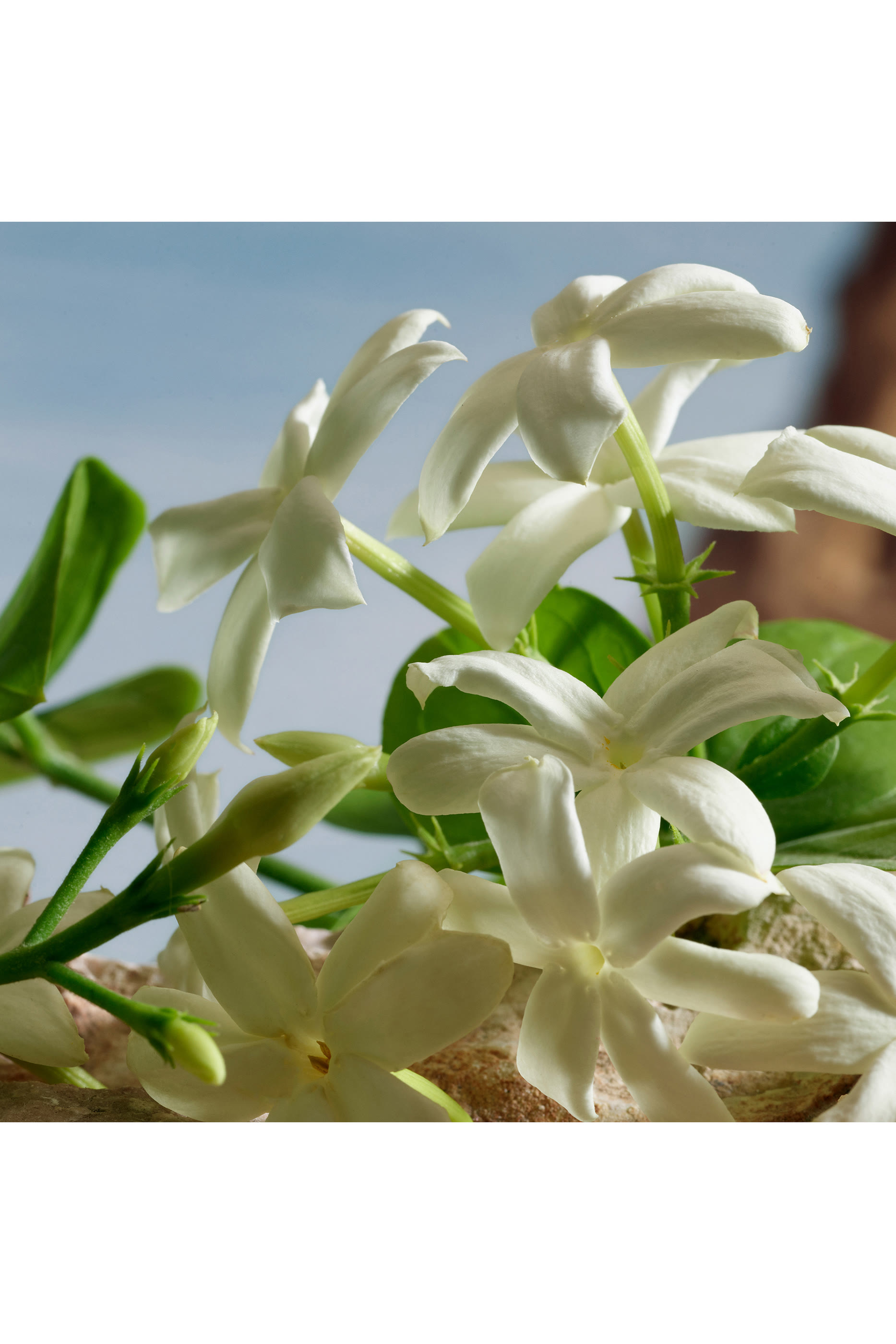 عطر كيو من دولتشي اند غابانا