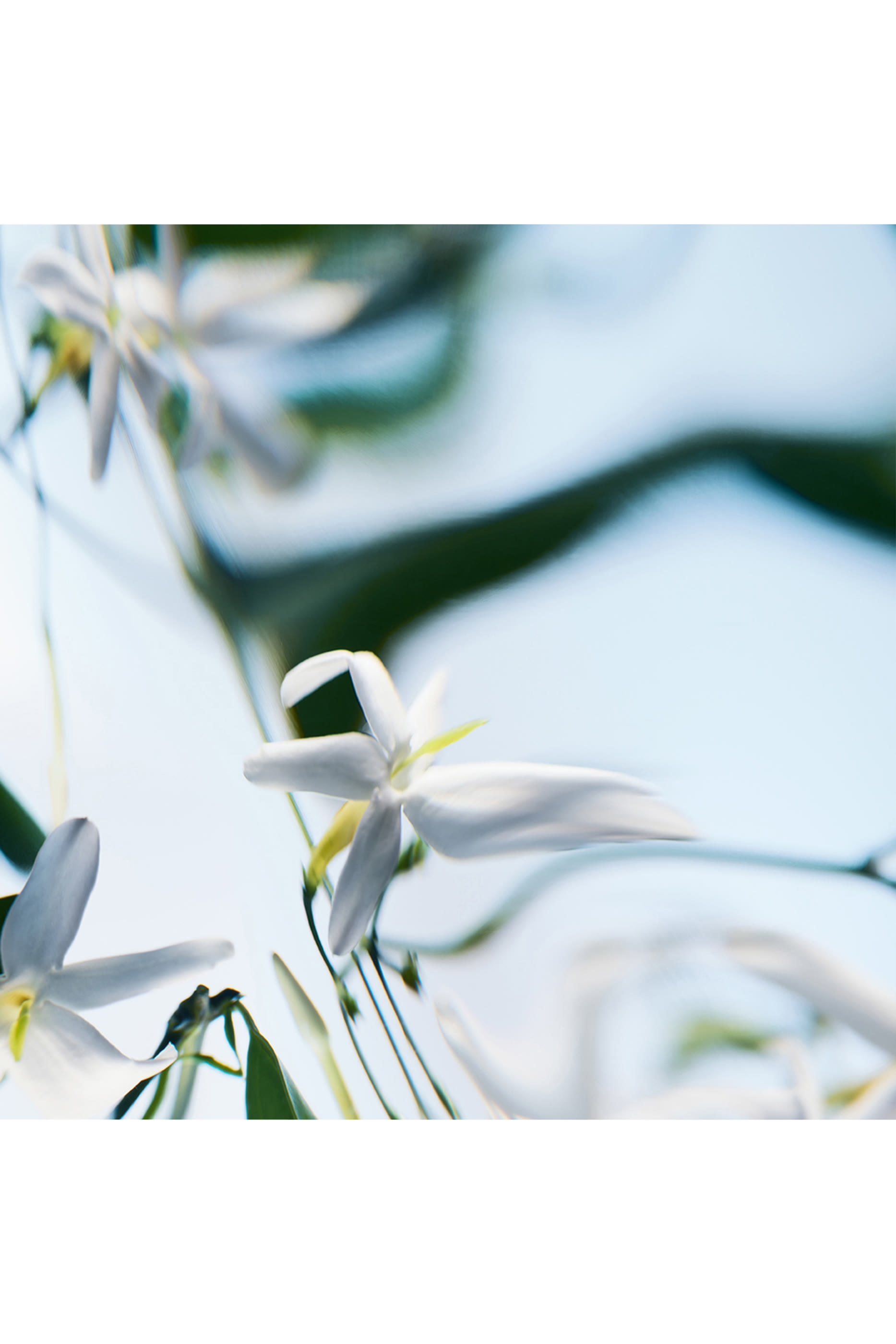 أو دو بارفان بلانش ابسولو