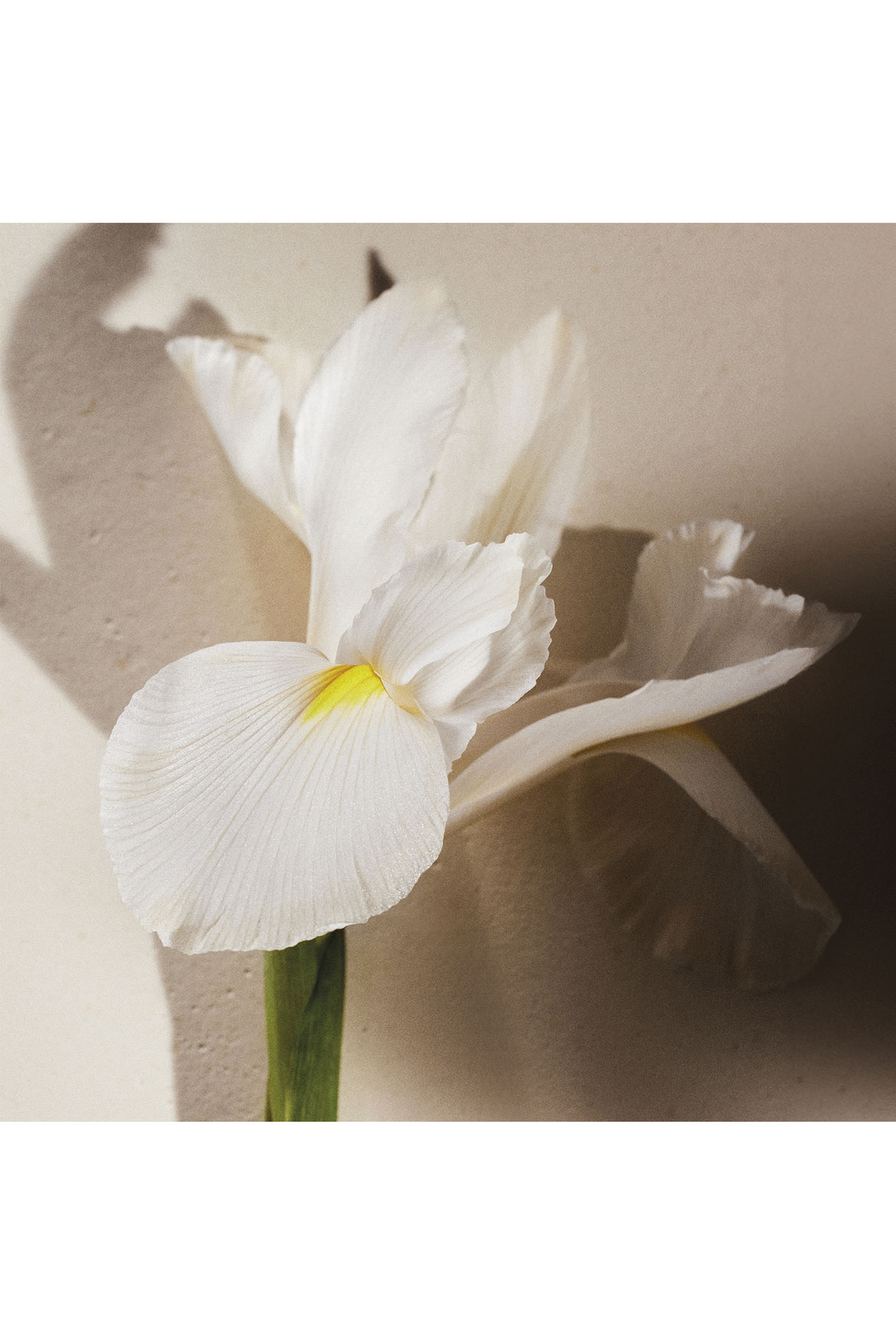 أو دو بارفان أتيليه دي فلور ناتوريل إيريس