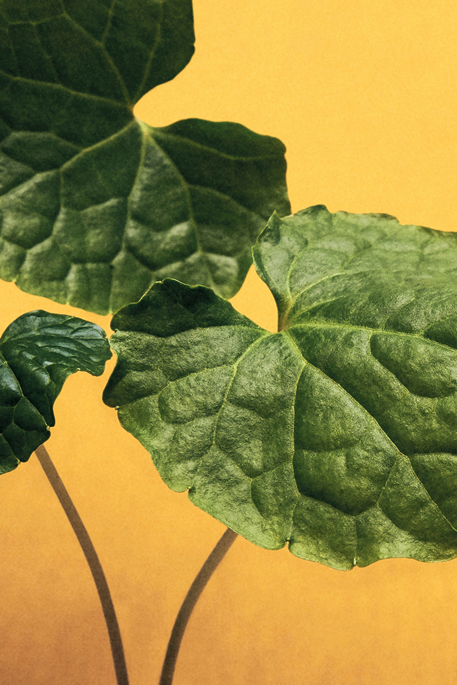 معطر منزل وسابي