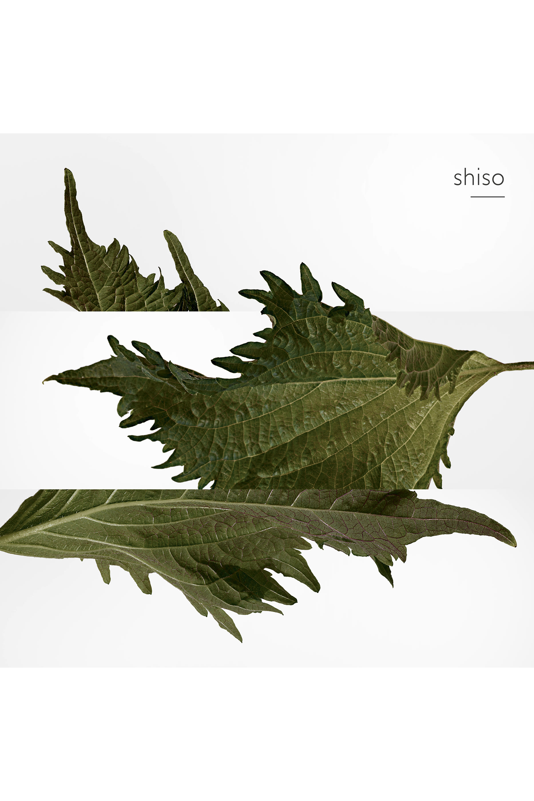 Terre d'Herm&egrave;s, عطر