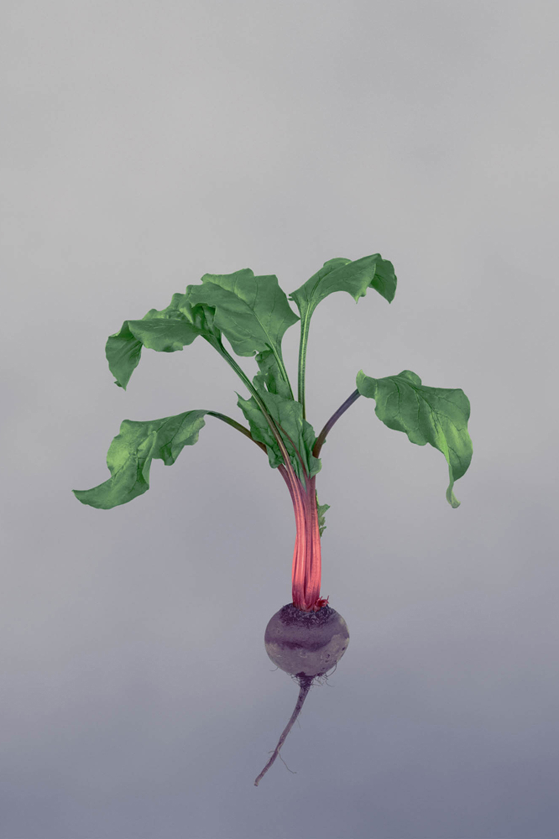 شمعة بيتروت معطرة