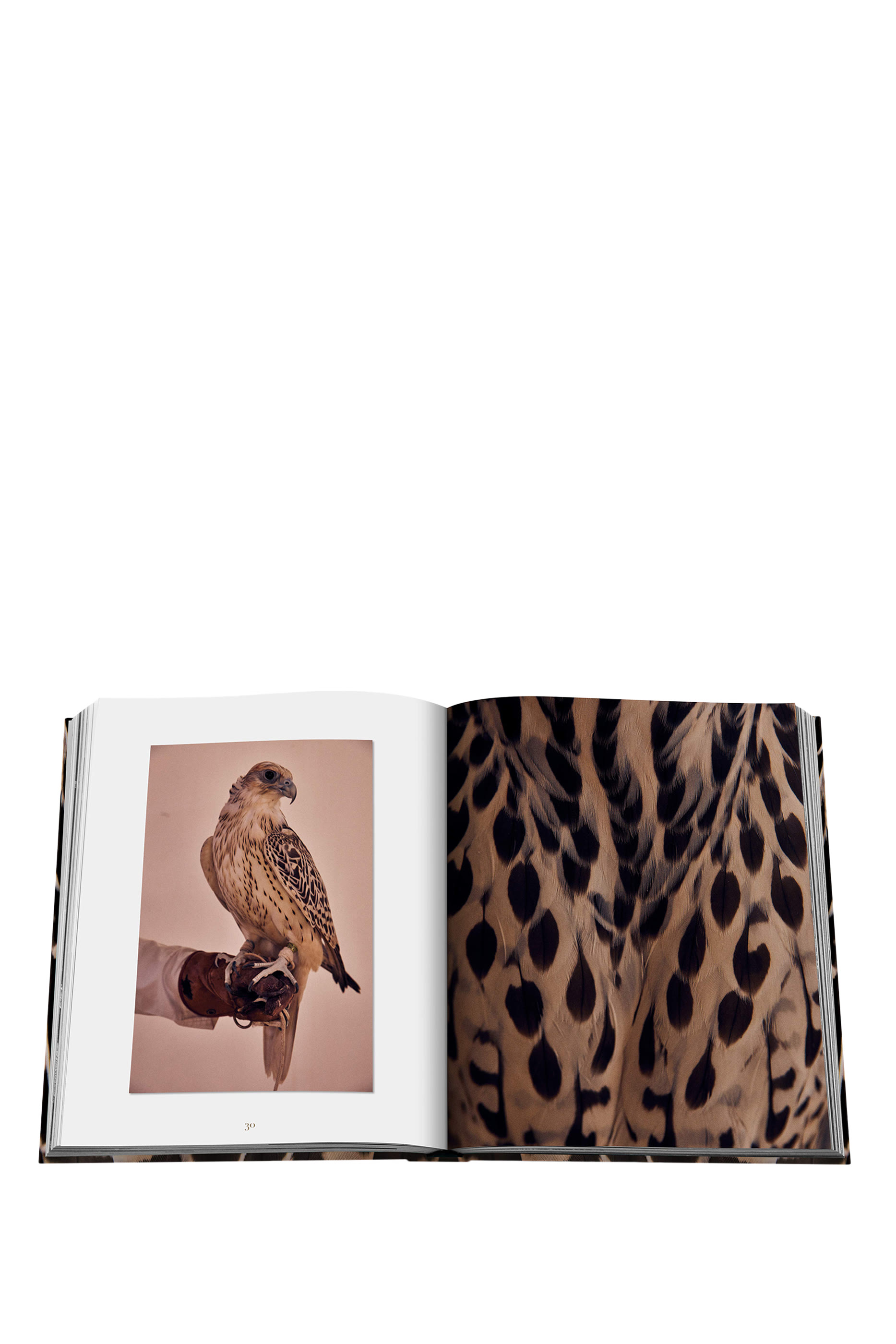 كتاب صقور من المملكة العربية السعودية