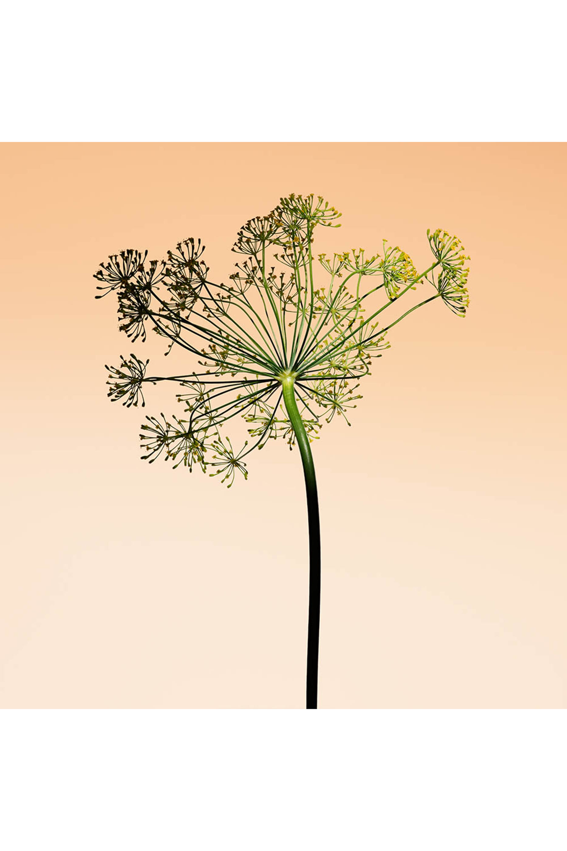 أو دو توالبيت أورانج ميديتيراني