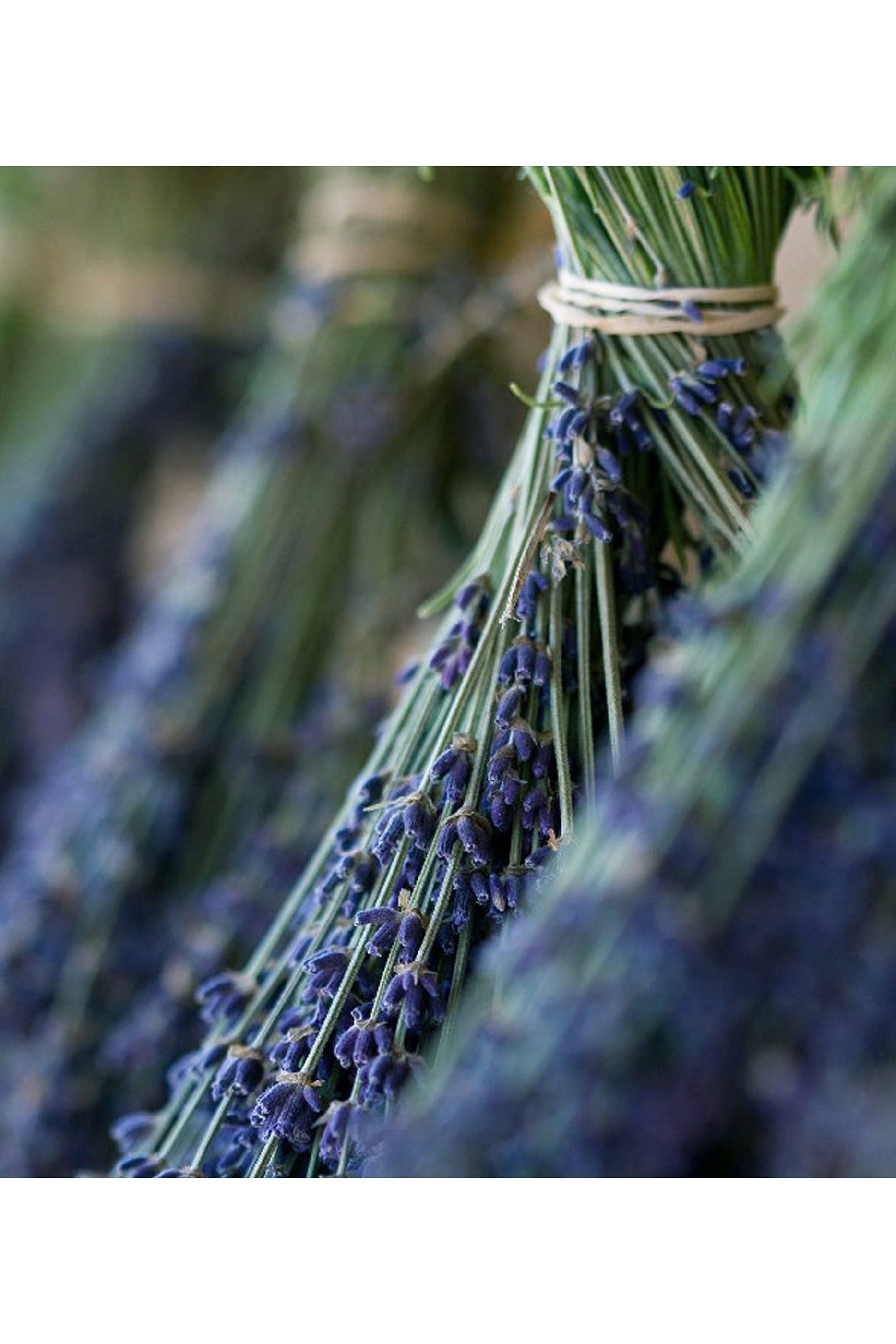 أو دو بارفان وان اند أونلي