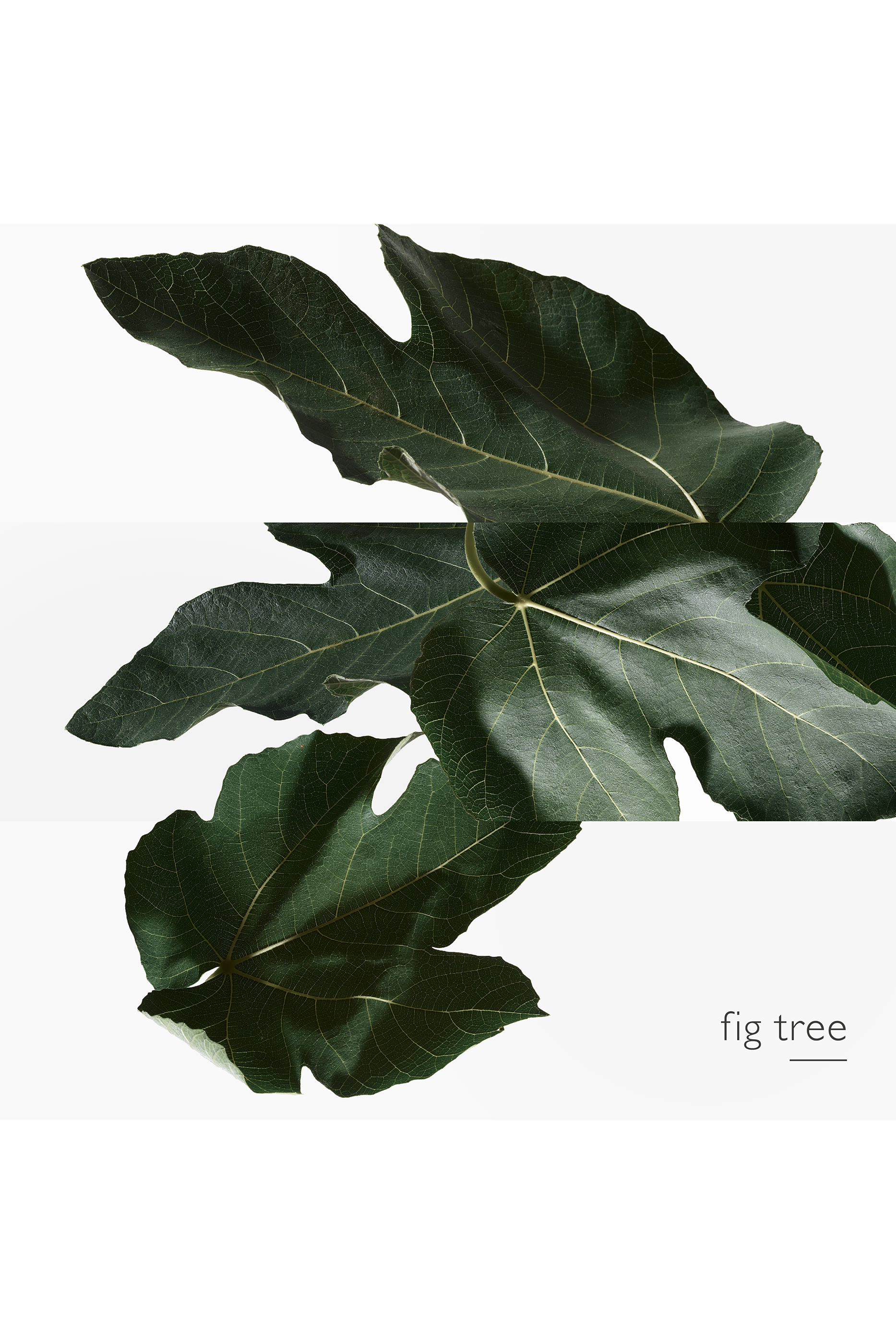 Un Jardin en M&eacute;diterran&eacute;e, ماء تواليت