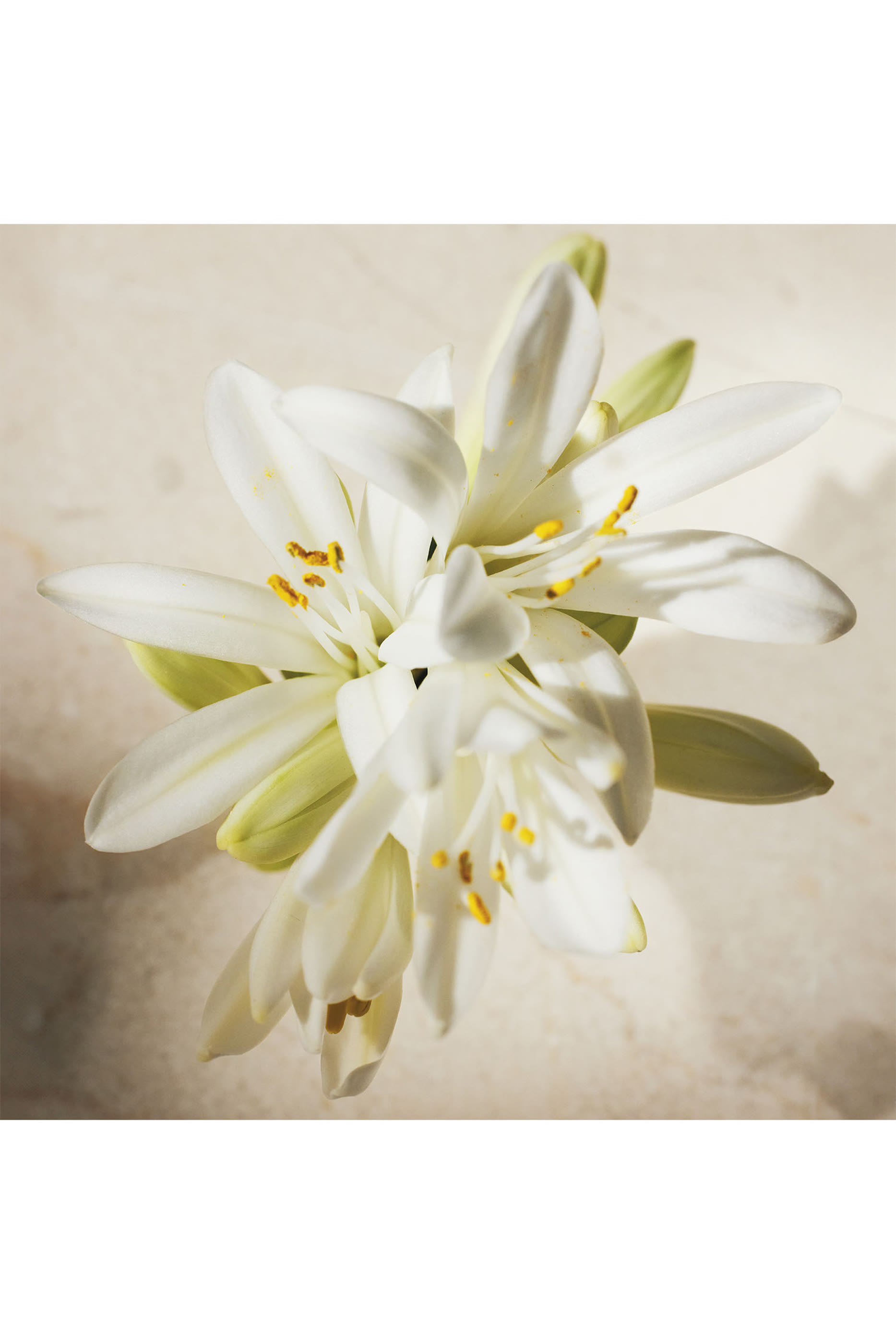 أو دو بارفان أتيليه دي فلور توبروسا 1974