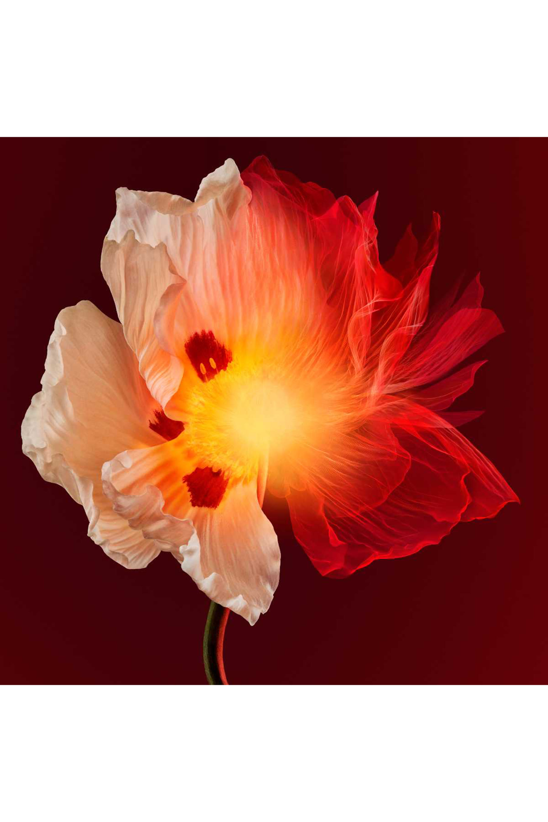 كريم سكلبتشرال