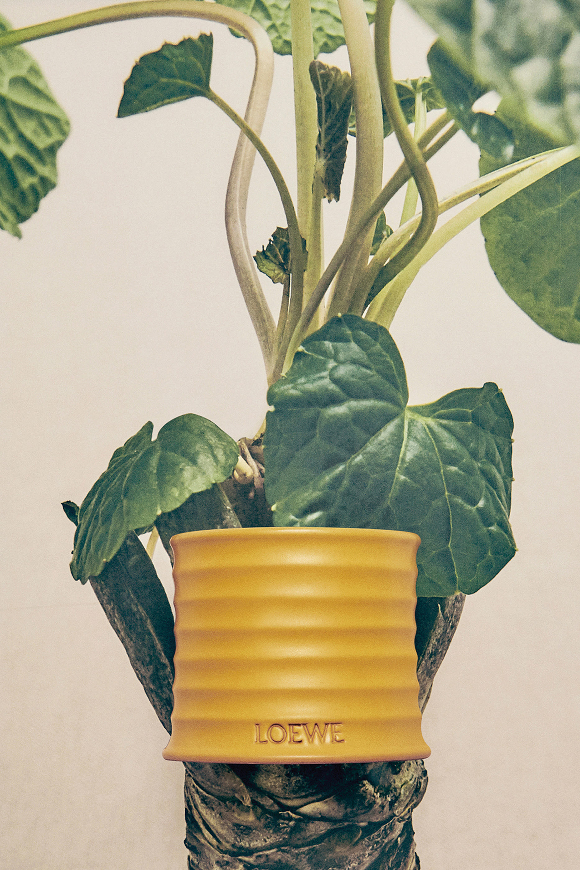 شمعة واسابي معطرة كبيرة